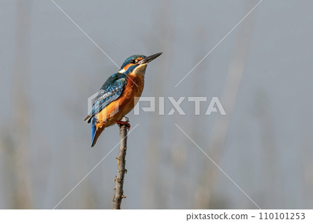 Kingfisher resting after hunting for food 110101253