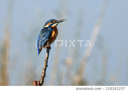 Kingfisher resting after hunting for food 110101257