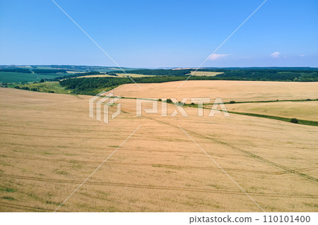 Aerial landscape view of yellow cultivated agricultural field with ripe wheat on bright summer day 110101400