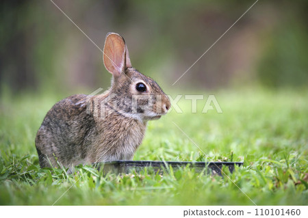 Grey small hare eating grass on summer field. Wild rabbit in nature 110101460