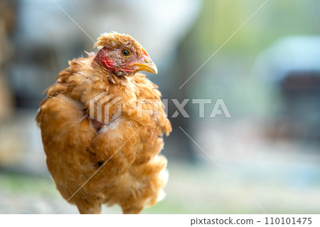 Hen feed on traditional rural barnyard. Close up of chicken standing on barn yard with green grass. Free range poultry farming concept. 110101475