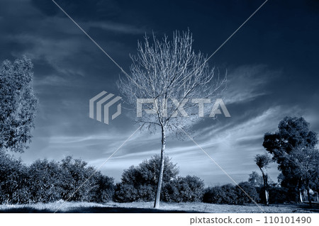 infrared looking trees and sky 110101490