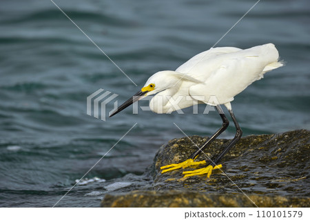 White heron wild sea bird, also known as great or snowy egret hunting on seaside in summer White heron wild sea bird, also known as great or snowy egret hunting on seaside in summer 110101579