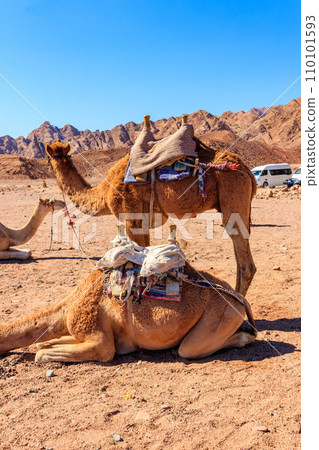 Camels with traditional bedouin saddle in Sinai desert, Egypt Camels with traditional bedouin saddle in Sinai desert, Egypt 110101593