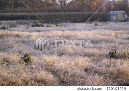 冬日早晨陽光照亮的草和霜 冬日早晨陽光照亮的草和霜 110101919