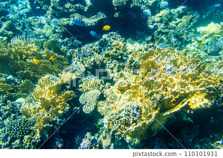 Different tropical fish at coral reef in the Red sea in Blue lagoon, Sinai peninsula in Egypt Different tropical fish at coral reef in the Red sea in Blue lagoon, Sinai peninsula in Egypt 110101931
