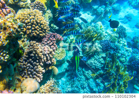 Different tropical fish at coral reef in the Red sea in Ras Mohammed national park, Sinai peninsula in Egypt Different tropical fish at coral reef in the Red sea in Ras Mohammed national park, Sinai peninsula in Egypt 110102304