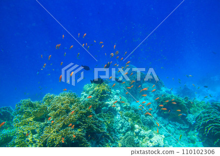 Different tropical fish at coral reef in the Red sea in Ras Mohammed national park, Sinai peninsula in Egypt 110102306