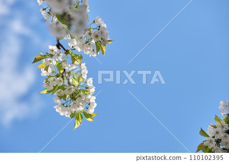 Twigs of cherry tree with white blossoming flowers in early spring Twigs of cherry tree with white blossoming flowers in early spring 110102395