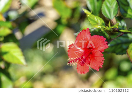 沖繩縣那霸市首里城公園盛開的芙蓉花 沖繩縣那霸市首里城公園盛開的芙蓉花 110102512