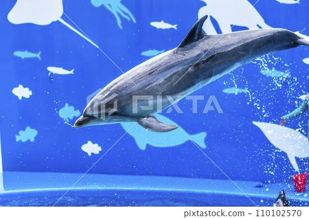 水族館風景 新潟縣新潟市 跳海豚 110102570