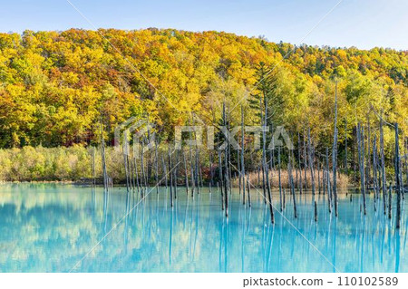 Shirogane Blue Pond during the autumn leaves season, Biei Town, Hokkaido 110102589