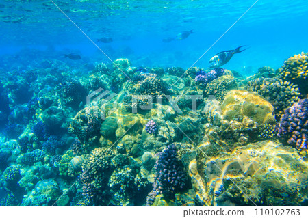 Sohal surgeonfish (Acanthurus sohal) or sohal tang, is a Red Sea endemic. Sohal surgeonfish on coral reef in the Red sea in Ras Mohammed national park. Sinai peninsula in Egypt Sohal surgeonfish (Acanthurus sohal) or sohal tang, is a Red Sea endemic. Sohal surgeonfish on coral reef in the Red sea in Ras Mohammed national park. Sinai peninsula in Egypt 110102763