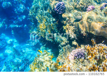 Threadfin butterflyfish (Chaetodon auriga) on coral reef in the Red sea in Ras Mohammed national park, Sinai peninsula in Egypt Threadfin butterflyfish (Chaetodon auriga) on coral reef in the Red sea in Ras Mohammed national park, Sinai peninsula in Egypt 110102765
