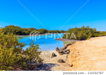 Mangrove trees in Ras Mohammed national park, Sinai peninsula in Egypt Mangrove trees in Ras Mohammed national park, Sinai peninsula in Egypt 110102767