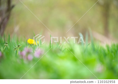 Yellow dandelion flowers blooming on summer meadow in green sunny garden 110102958