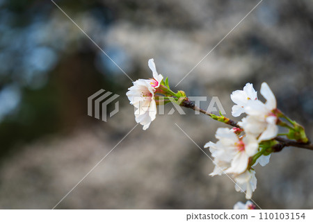 White cherry blossoms in full bloom - the quiet beauty of nature. 110103154