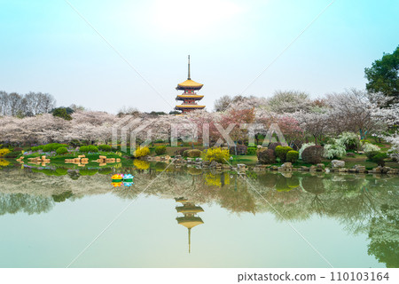 The five-story pagoda, cherry blossoms, and tranquil lake are like a painting. The five-story pagoda, cherry blossoms, and tranquil lake are like a painting. 110103164