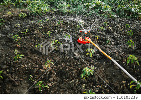 Garden irrigation system watering lawn, grass, flowers and trees. Sprinkler. 110103239