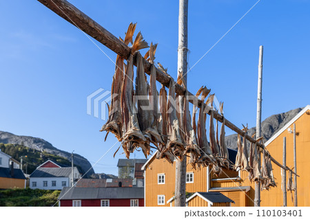 Cod on a rack with colorful houses and hills in Lofoten, symbolizing Norwegian fishing Cod on a rack with colorful houses and hills in Lofoten, symbolizing Norwegian fishing 110103401