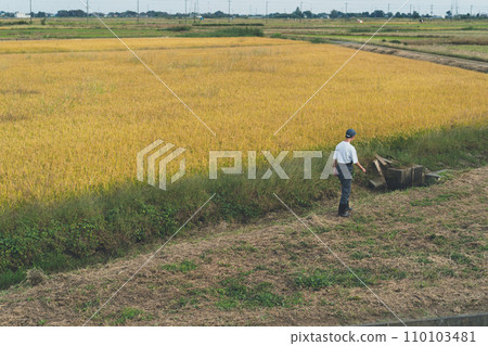 farming, rice farming, farmer 110103481