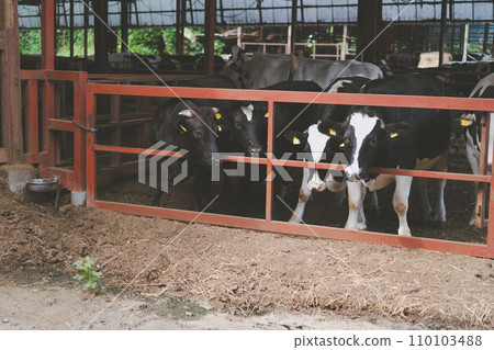 cow, cattle, cows 110103488