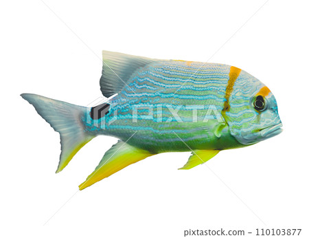 tropical fish 110103877