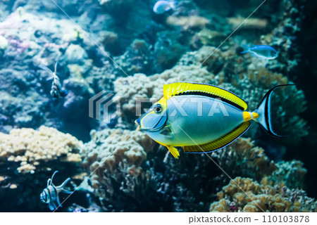 tropical fish 110103878