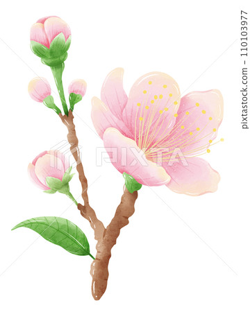 Watercolor branch tree cherry blossom hand drawn illustration summer leaves pink flower spring Watercolor branch tree cherry blossom hand drawn illustration summer leaves pink flower spring 110103977
