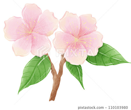 Watercolor branch tree cherry blossom hand drawn illustration summer leaves pink flower spring Watercolor branch tree cherry blossom hand drawn illustration summer leaves pink flower spring 110103980