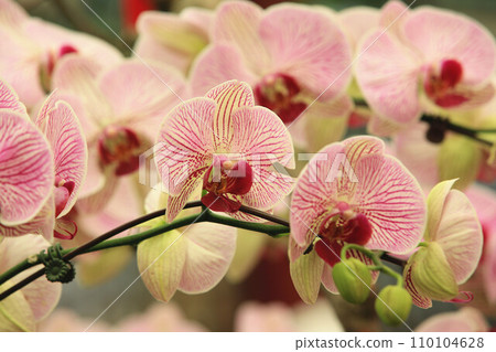 蝴蝶蘭花,蝴蝶蘭花,蝴蝶蘭花 蝴蝶蘭花,蝴蝶蘭花,蝴蝶蘭花 110104628