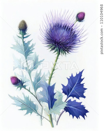 Thistle flowers illustration. Saint Mary's Thistle, Marian Scotch thistle plant. 110104968
