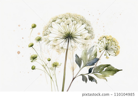 Queen Anne's Lace flower watercolor illustration. Botanical art. 110104985