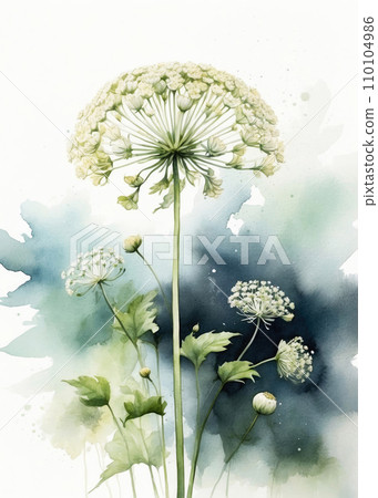 Queen Anne's Lace flower watercolor illustration. Botanical art. 110104986