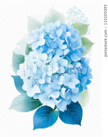 Hydrangea watercolor illustration. Blue gentle flower on a white background. 110105095