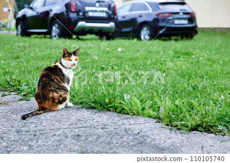 Calico cat with tri-color coats which include black, orange and white sits on garden path near cars who parking on lawn. 110105740