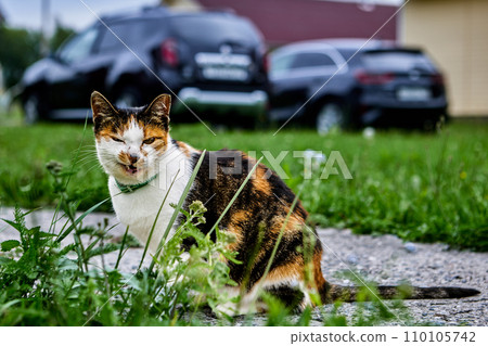 Curl of lips of grinning female calico cat as she sits on concrete entrance path in front of cars parked on grass. Curl of lips of grinning female calico cat as she sits on concrete entrance path in front of cars parked on grass. 110105742