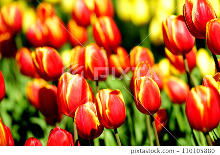 Tulip Festival 110105880