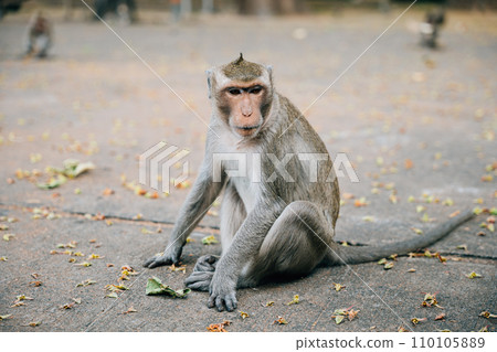 In the wilderness a small clean cynomolgus monkey with a hairy tail sitting and feeding in a zoo. Nature's beauty captured Portrait of a fun cute primate. Give me. In the wilderness a small clean cynomolgus monkey with a hairy tail sitting and feeding in a zoo. Nature's beauty captured Portrait of a fun cute primate. Give me. 110105889