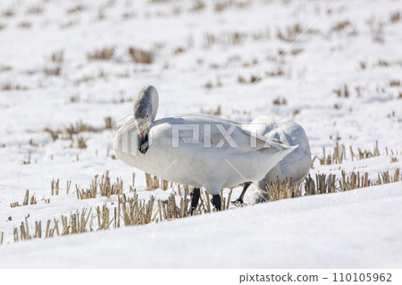 天鵝在冬天飛進稻田 110105962