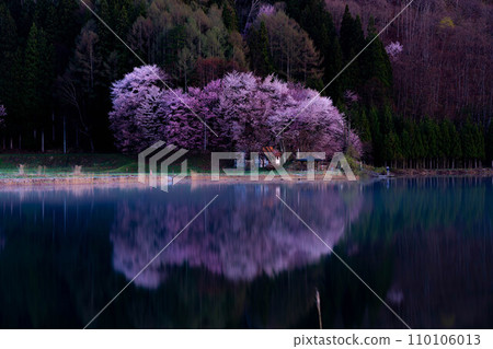 [Spring in Shinshu] Oyamazakura at Lake Nakatsuna [Nagano Prefecture] 110106013