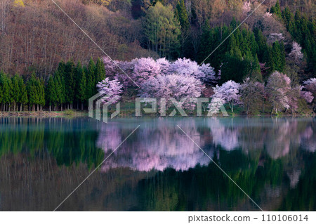 [Spring in Shinshu] Oyamazakura at Lake Nakatsuna [Nagano Prefecture] 110106014