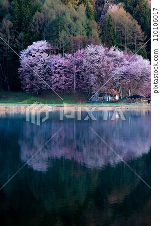 [Spring in Shinshu] Oyamazakura at Lake Nakatsuna [Nagano Prefecture] 110106017