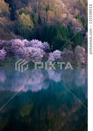 [Spring in Shinshu] Oyamazakura at Lake Nakatsuna [Nagano Prefecture] 110106018