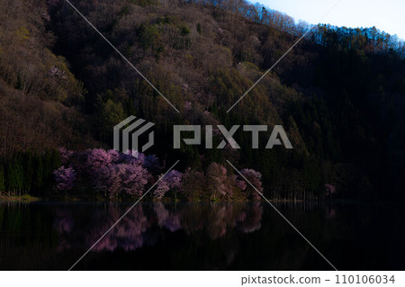 [Spring in Shinshu] Oyamazakura at Lake Nakatsuna [Nagano Prefecture] 110106034