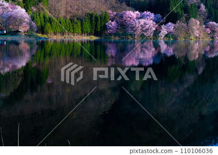 [Spring in Shinshu] Oyamazakura at Lake Nakatsuna [Nagano Prefecture] 110106036