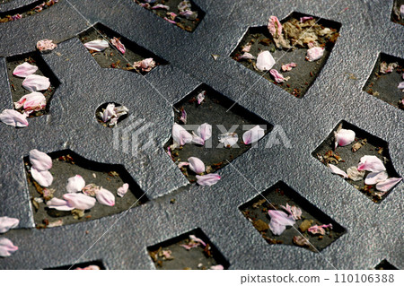 A sidewalk paved with iron bars with falling cherry blossom petals A sidewalk paved with iron bars with falling cherry blossom petals 110106388