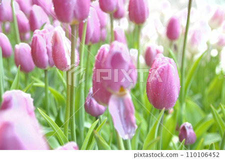 Tulip Festival 110106452