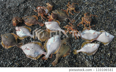Catch of fresh flounder and crabs after fishing on the pebbly seashore. Catch of fresh flounder and crabs after fishing on the pebbly seashore. 110106581