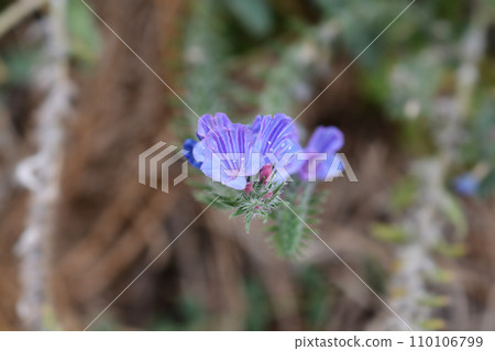 Vipers bugloss 110106799